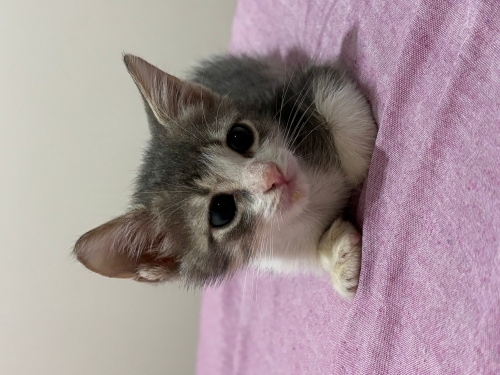 Erkek tekir kedi fotoğraf