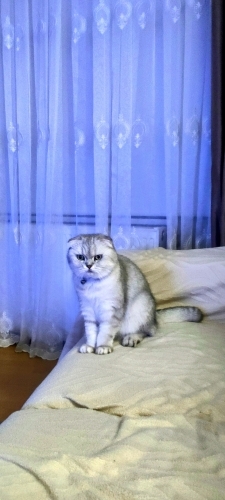 Uysal kısır dişi kedi fotoğraf