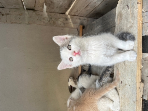minik kardeslere yuva olur musunuz fotoğraf