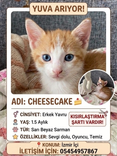 PARKTAN ANNELERİ İLE BİRLİKTE KURTARILAN YAVRU KEDİ fotoğraf