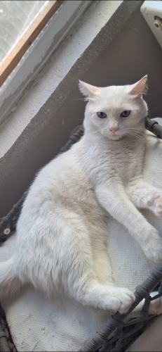 Pamuk güvenilir yuva arıyor fotoğraf