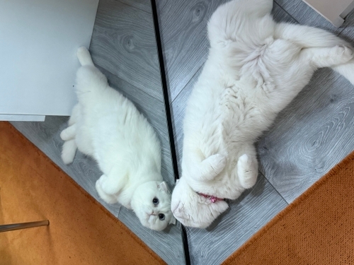 Pamuk prenses kızımızı bebek alerjimiz yüzünden sahiplendirmek istiyoruz fotoğraf
