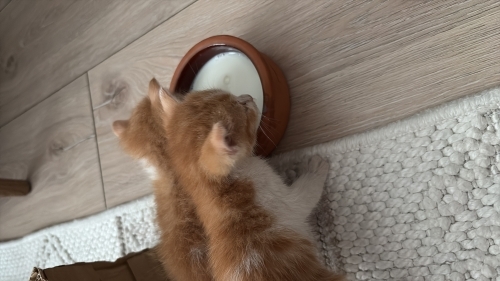 2 tane çöpe atılmış yavru sahiplendirilmek için bekliyor lütfen fotoğraf