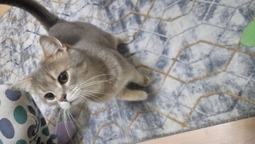 Balım çok uysal bir kedi fotoğraf