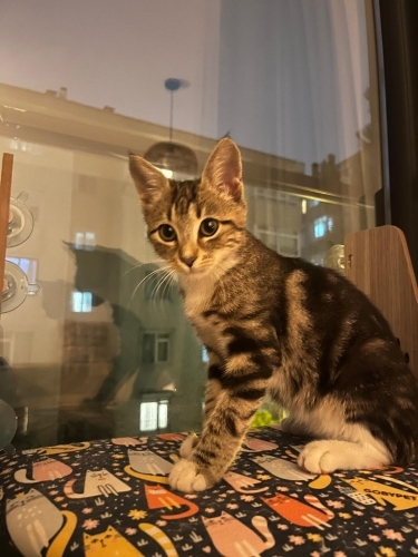 Gülüver ismiyle yaşasın! fotoğraf