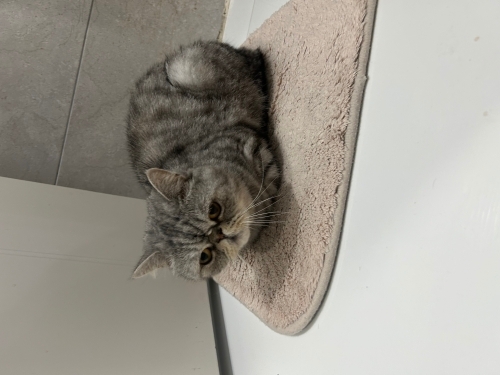 Masum sulu gözleri oyuncul halleri ile uslu bir kedi fotoğraf