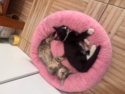 Sokakta baktığım kedi yavruları fotoğraf