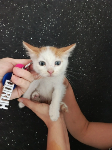 Beyazlı Sarman🧿 Yumuşacık tüylü mavi gözlü sevecen harika bebek🧿🐱 fotoğraf