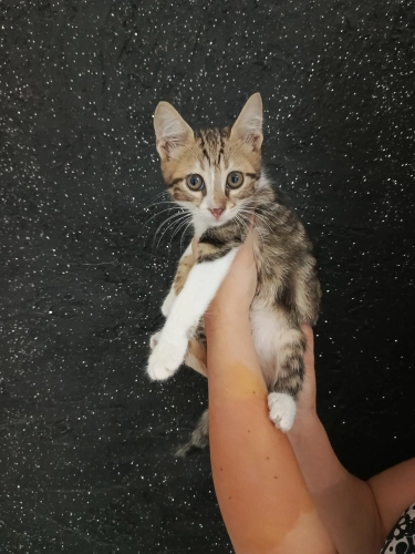 Yumuşacık tüylü yumuşacık huylu harika bir yavru🧿🐱 fotoğraf