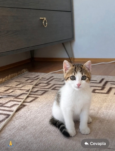 Kartopu’na yuva fotoğraf