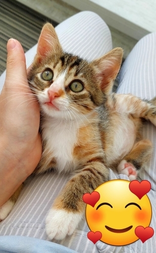 0537 702 6360. Tüm aşıları yapıldı, güzel kızımıza yuva fotoğraf