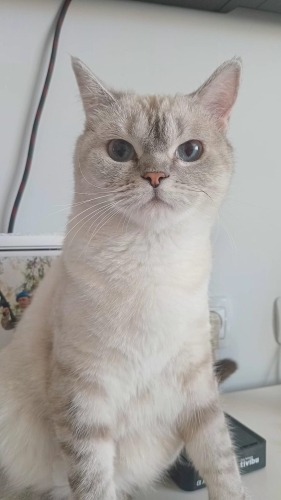 Bu güzel kızımıza yuva arıyoruz acil fotoğraf