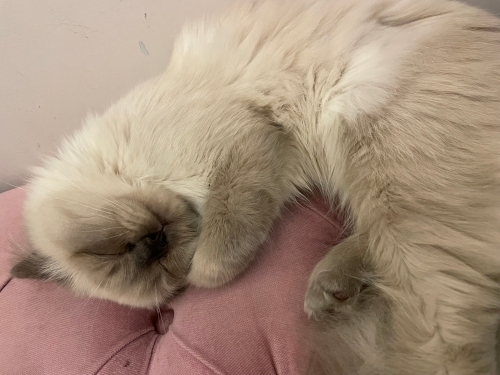 Lila ücretsiz sahiplendirme fotoğraf