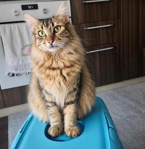 Acil yuva aranıyor fotoğraf