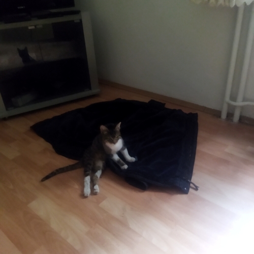 Bahçeye düşmüş felç kalan tekir kedi fotoğraf