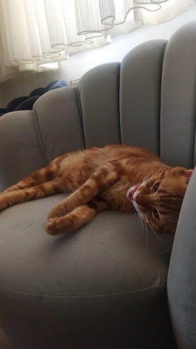 masum ve sevgi meraklısı fotoğraf