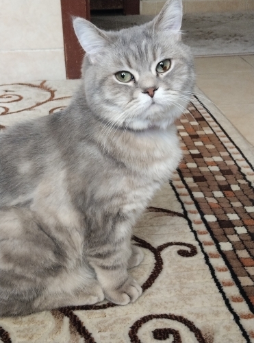 Uyumlu sevimli ilgi sever fotoğraf