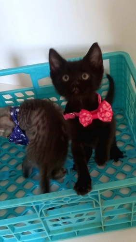 PANTER OMURLUK YUVA ARİYOR. ANKARA ERYAMAN fotoğraf