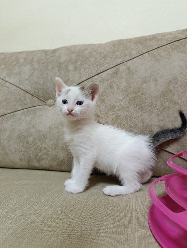 YAPIŞIK KEDY İSTEYEN? fotoğraf