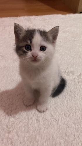 Ũçretsiz. Yavru dişi kedi yuva buliyorum. fotoğraf