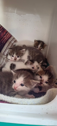 Annesiz 6 yawru kardeşler fotoğraf