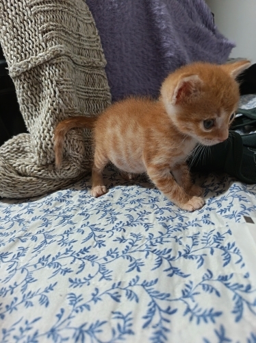 Minik bir kalp sıcak bir yuva arıyor fotoğraf