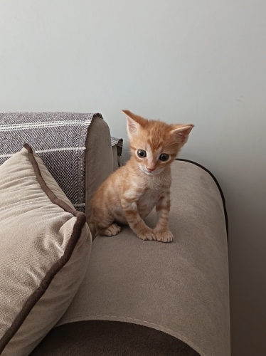 Minik bir kalp sıcak bir yuva arıyor fotoğraf