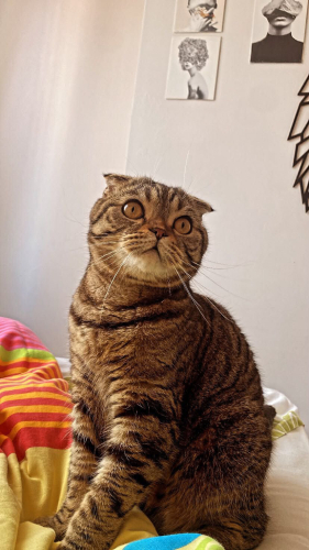 Behlülülüm sahiplendimee fotoğraf