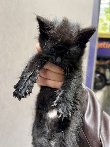 Bombay yavru kedi fotoğraf