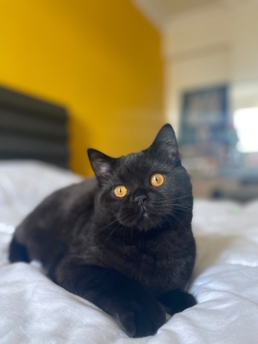 🐾 Yuva Arayan Tatlı Bir Arkadaşımız Var fotoğraf