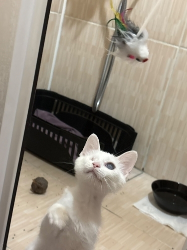 Engelli canlara öncelik fotoğraf