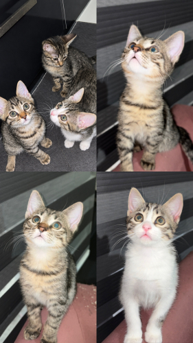 ANNESİ ARTIK İSTEMİYOR 3 yavru 2,5 aylık kedi fotoğraf