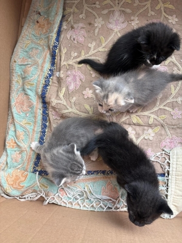 3 haftalık yavrularımıza ömürlük yuva arıyoruz fotoğraf
