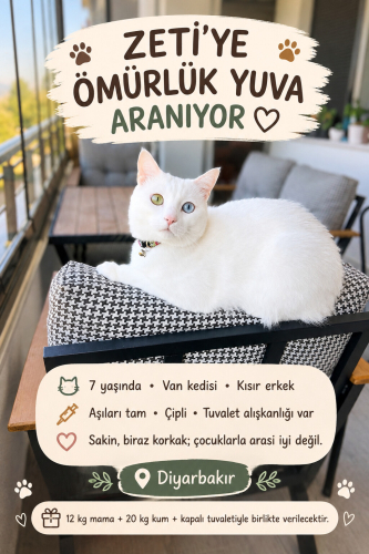 Yakışıklı Van kedisi fotoğraf