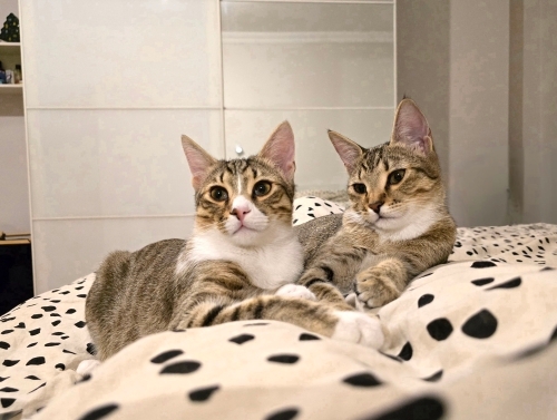 Lexie & Joey – Ömürlük Yuvalarını Arıyorlar 🤍 fotoğraf