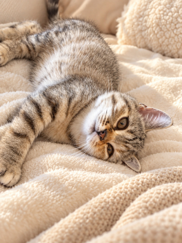 Dişi British Shorthair Yavruya Ömürlük Yuva fotoğraf