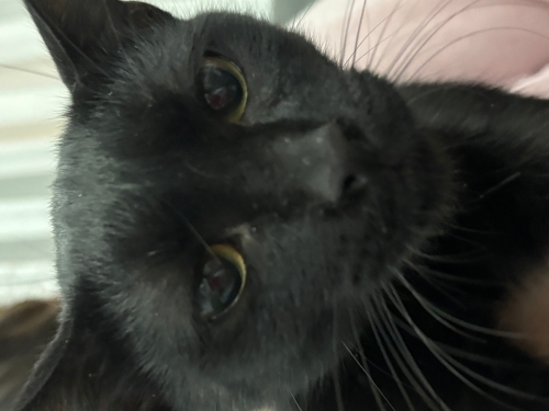 Acil 3 kedime yuva cok acil fotoğraf