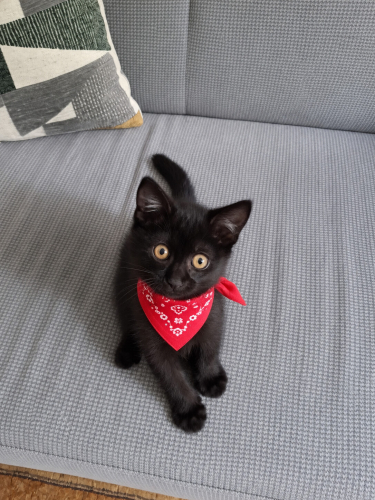 Karam bebek anne sütü emdi 3 aylık dişi fotoğraf
