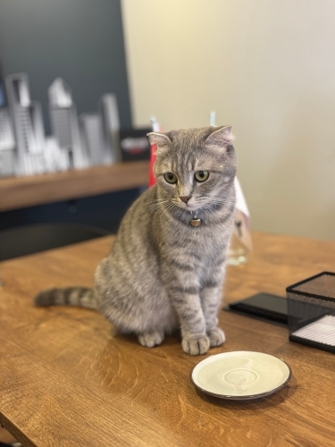 Pamuk için Acil Yuva fotoğraf