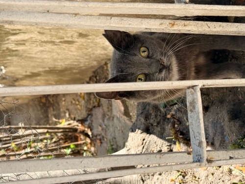 ACİL YUVA ARIYORUZ fotoğraf