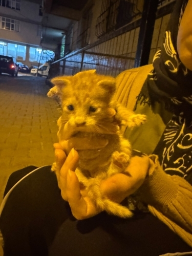 Ömürlük yuva arıyoruz fotoğraf