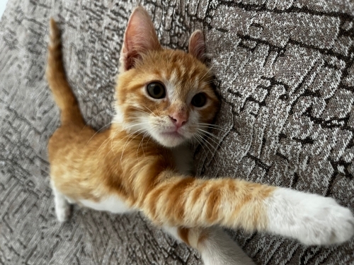 Kimsesiz Bebi için YUVAAAA fotoğraf