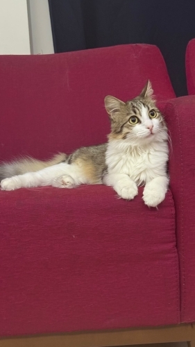 Cana yakın sevecen orman kedisi fotoğraf