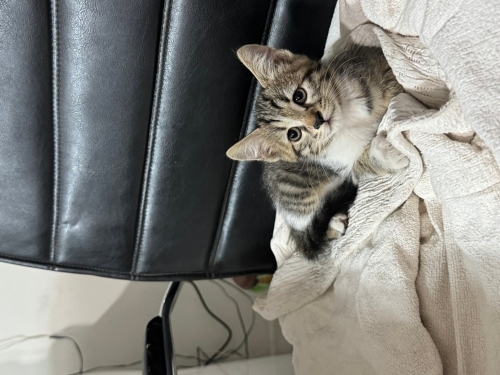Sevimli oyuncu yavru kedi fotoğraf