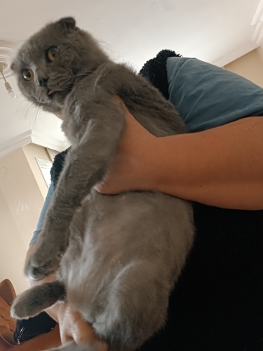 Sakirime Yuva arıyorum Kısır değil 3 yaşında sevecendir ücretsiz dir fotoğraf