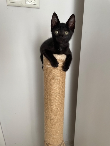 3-4 AYLIK SİYAH YAVRU KEDİ fotoğraf
