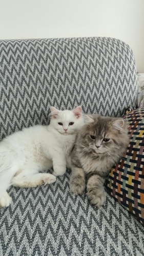 Minnoş bir kedi fotoğraf