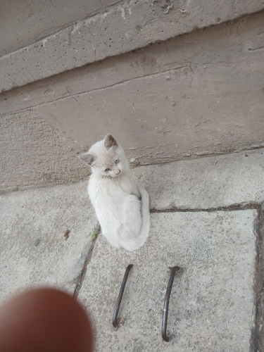 Minik Van Kedisi yuva arıyor fotoğraf
