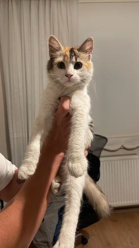 Acil yuva kötü bir sokakta yaşıyor kendini koruyamıyor fotoğraf