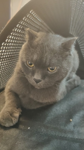 Oyuncu Kedi Gölge fotoğraf